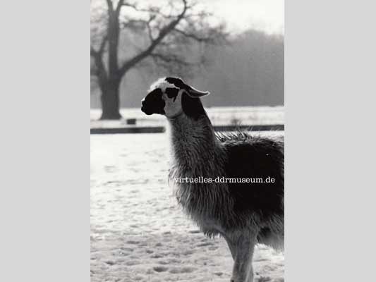 Zoo Leipzig 1979, H. Stahl Leipzig