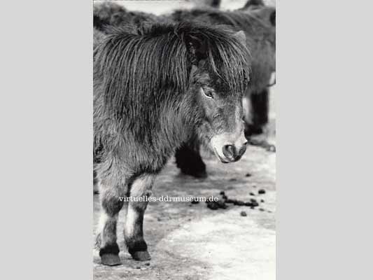 Zoo Leipzig 1979, H. Stahl Leipzig