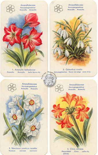 Blumen-Quartett